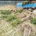 大量低价出售占地桂花树，裸根苗