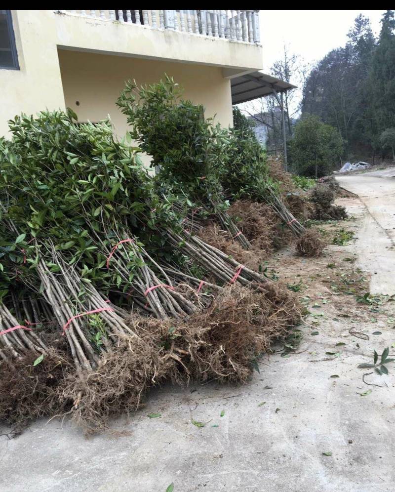 大量低价出售占地桂花树，裸根苗