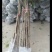 大量低价出售占地桂花树，裸根苗