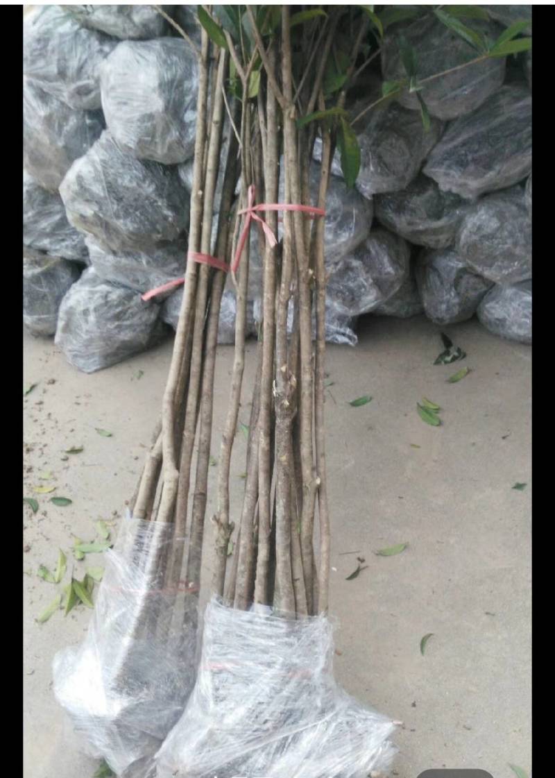 大量低价出售占地桂花树，裸根苗