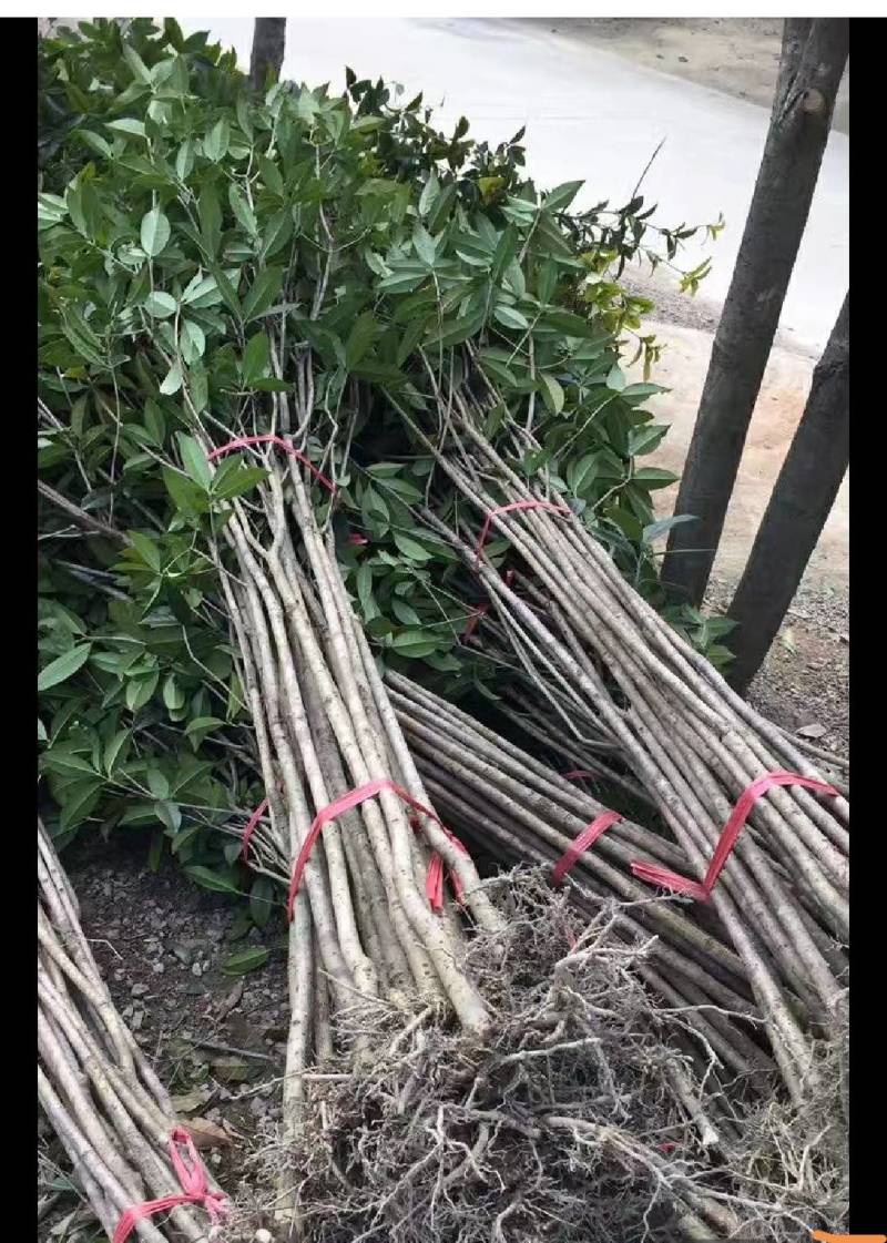 大量低价出售占地桂花树，裸根苗