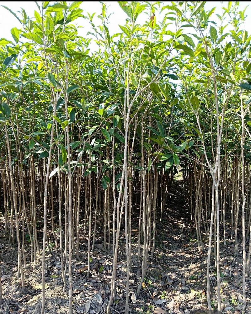 大量低价出售占地桂花树，裸根苗