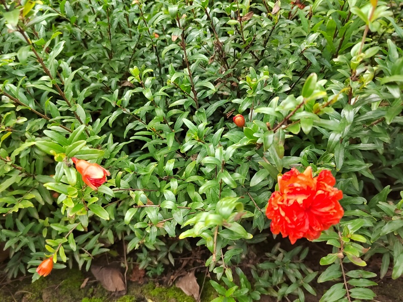 花石榴杯苗观赏花石榴容器苗陕西丛生花石榴1-3米直销