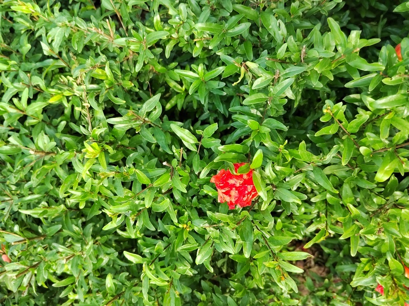 花石榴杯苗观赏花石榴容器苗陕西丛生花石榴1-3米直销