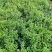 花石榴杯苗观赏花石榴容器苗陕西丛生花石榴1-3米直销