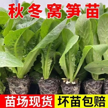 青皮莴笋苗红皮莴笋莴苣秧苗红叶莴笋秋蔬菜菜苗批发