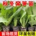 青皮莴笋苗红皮莴笋莴苣秧苗红叶莴笋秋蔬菜菜苗批发