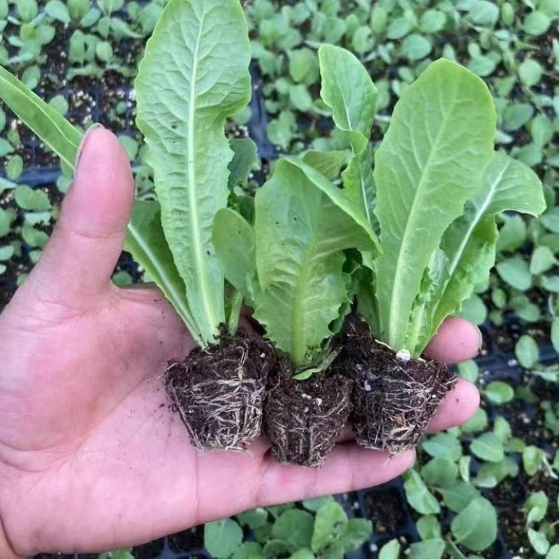 青皮莴笋苗红皮莴笋莴苣秧苗红叶莴笋秋蔬菜菜苗批发