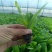 青皮莴笋苗红皮莴笋莴苣秧苗红叶莴笋秋蔬菜菜苗批发