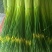 云南曲靖白帽蒜苔精品