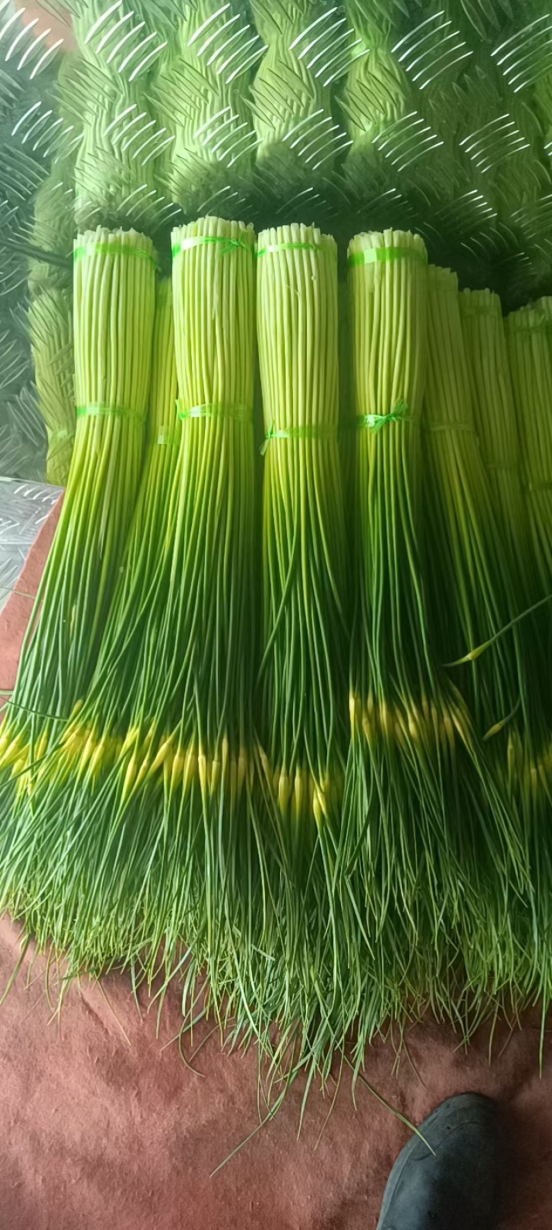 云南曲靖白帽蒜苔精品