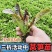 带土各种蔬菜苗青皮莴笋苗红皮莴笋苗鲜甜多汁青肉香莴苣穴盘