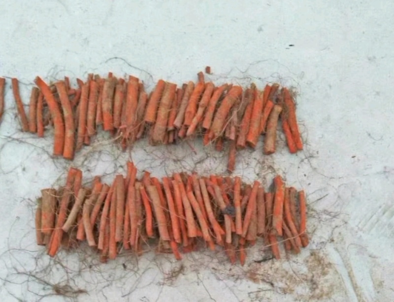 鲜丹参种，段栽，高产，好管理，诚信经营，