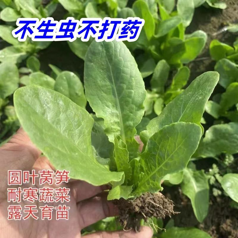 带土各种蔬菜苗青皮莴笋苗红皮莴笋苗鲜甜多汁青肉香莴苣穴盘