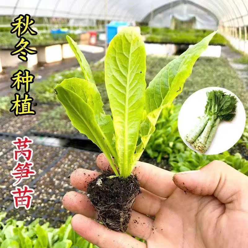 带土各种蔬菜苗青皮莴笋苗红皮莴笋苗鲜甜多汁青肉香莴苣穴盘