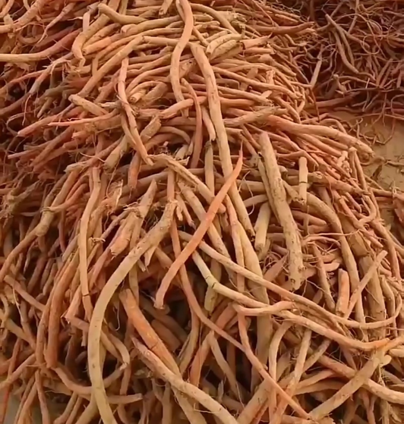 鲜丹参种，段栽，高产，好管理，诚信经营，