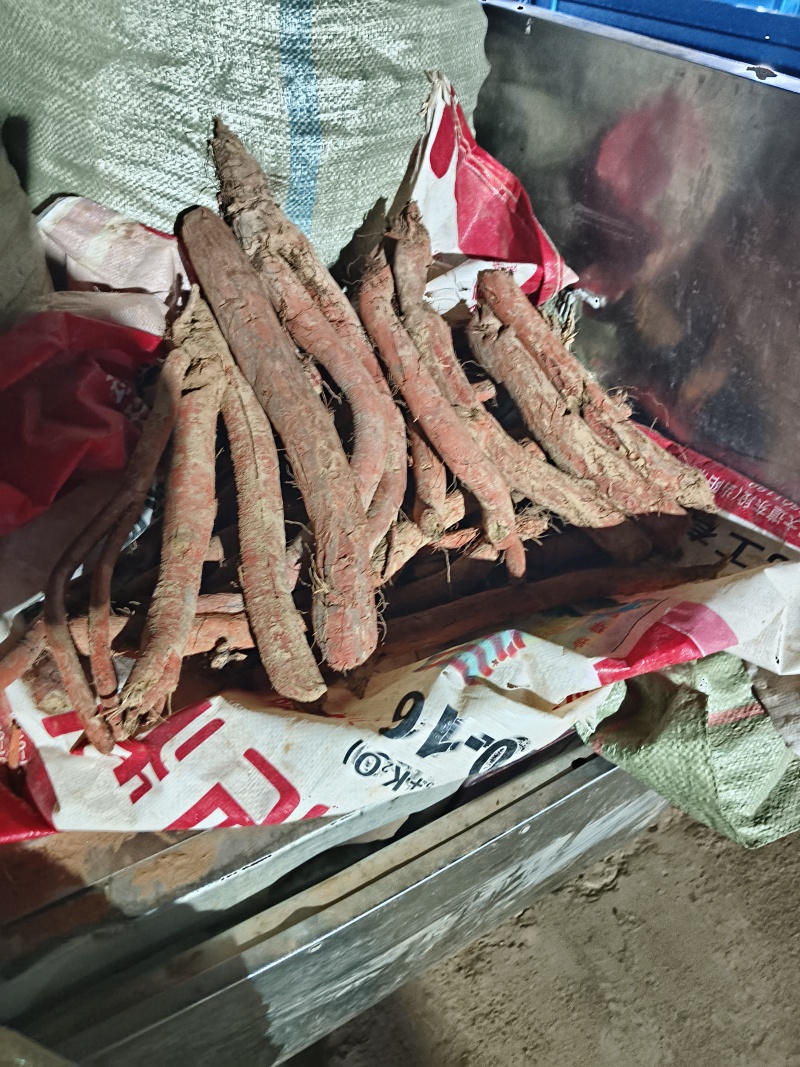 鲜丹参种，段栽，高产，好管理，诚信经营，