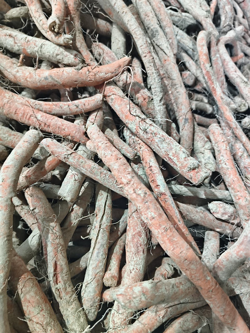 鲜丹参种，段栽，高产，好管理，诚信经营，