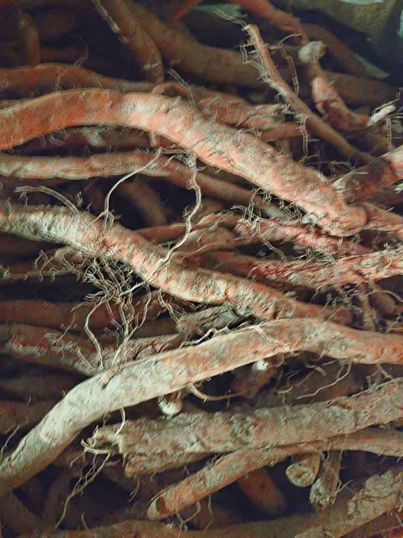 鲜丹参种，段栽，高产，好管理，诚信经营，