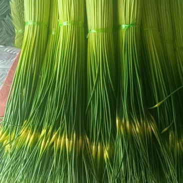云南曲靖白帽蒜苔精品