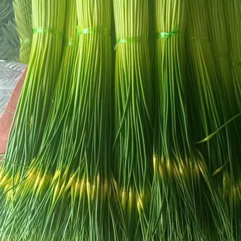 云南曲靖白帽蒜苔精品