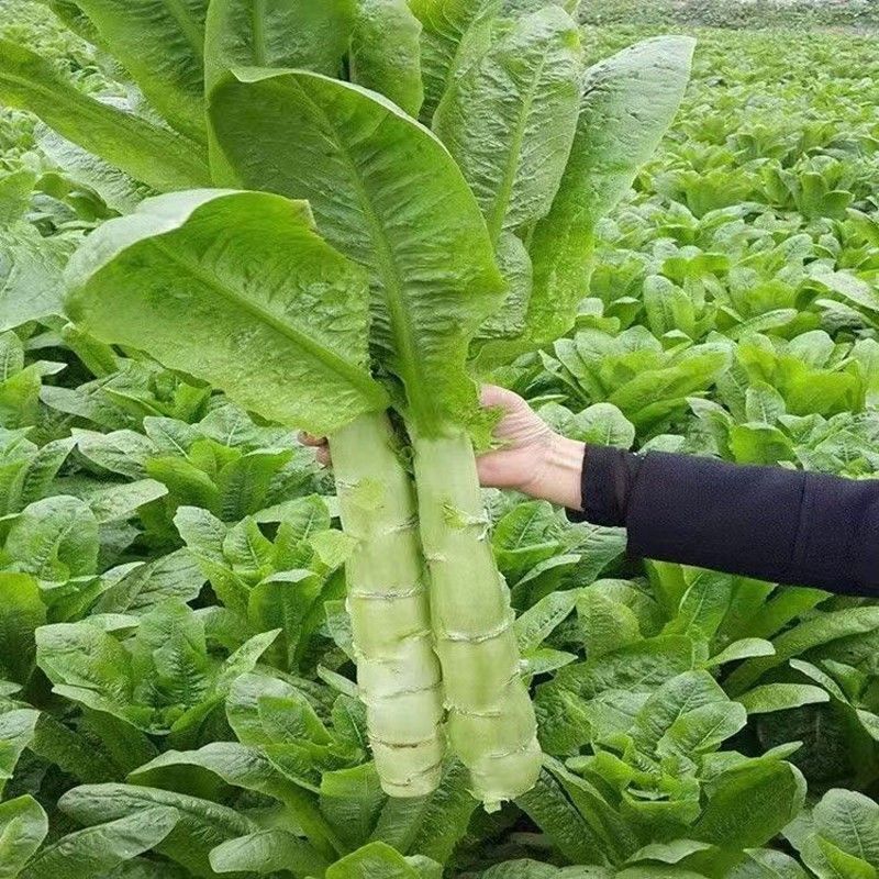 苗场基地直发，货源充足量大从优欢迎新老客户前来咨询订购！