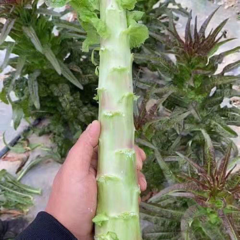 苗场基地直发，货源充足量大从优欢迎新老客户前来咨询订购！