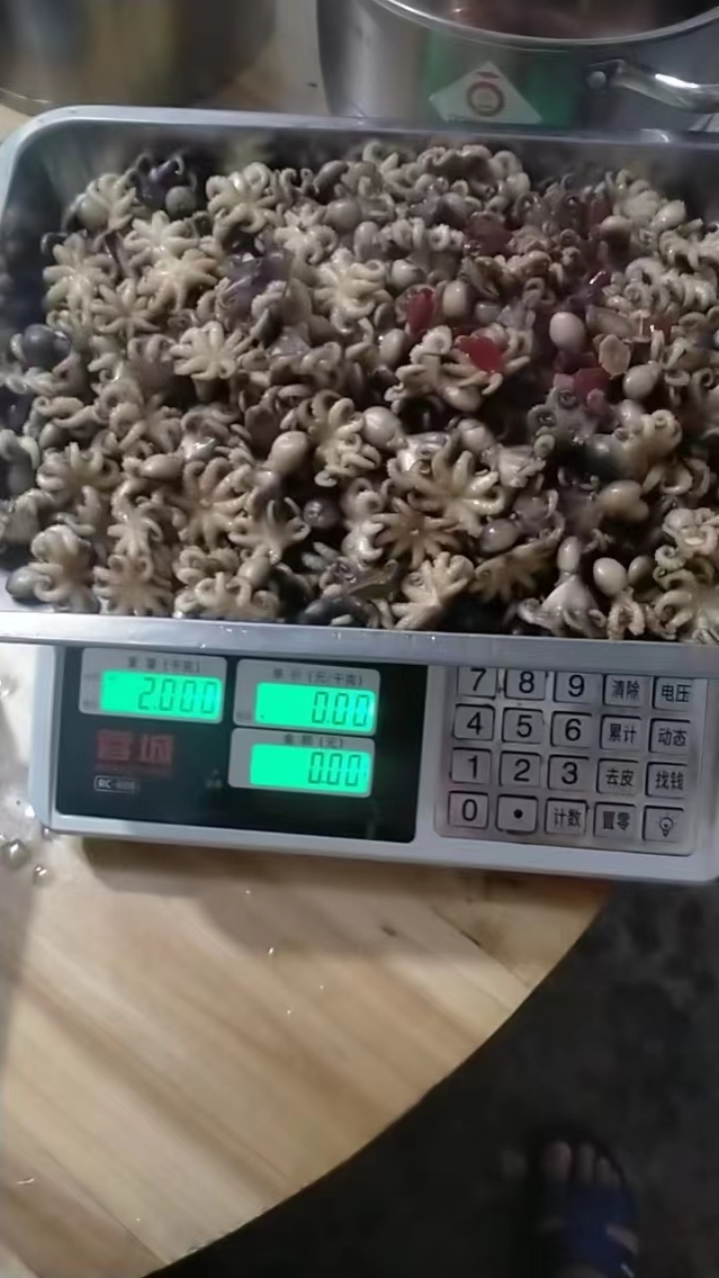 小八爪鱼