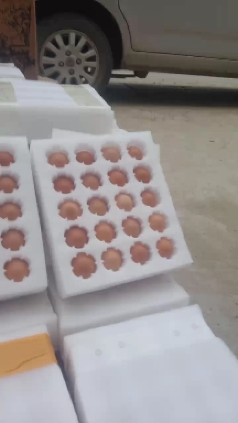 脱温大红公鸡脱温麻羽鸡芦花鸡下蛋多质量好