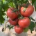 金航红鼎大红番茄种子高秧大红硬果高产抗病商品性