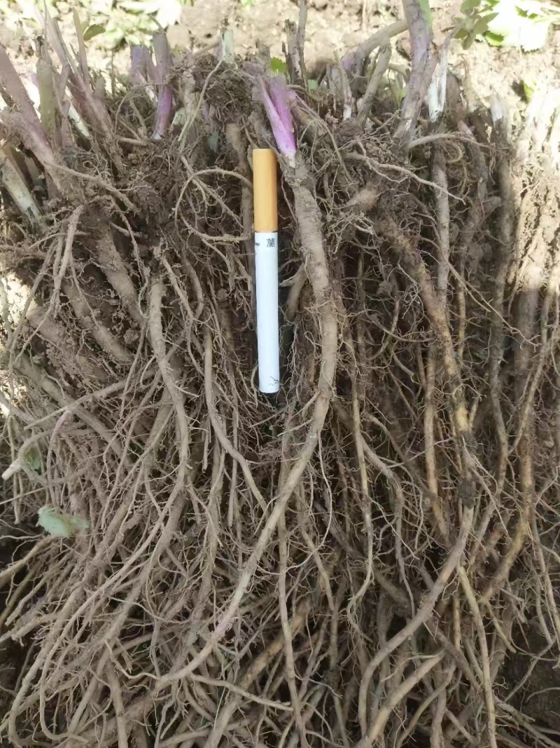 羌活苗
