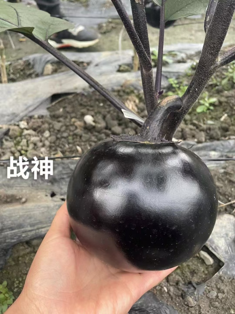 战神1号特大黑圆茄茄子种子绿肉油黑黑亮圆茄种子春秋杂交