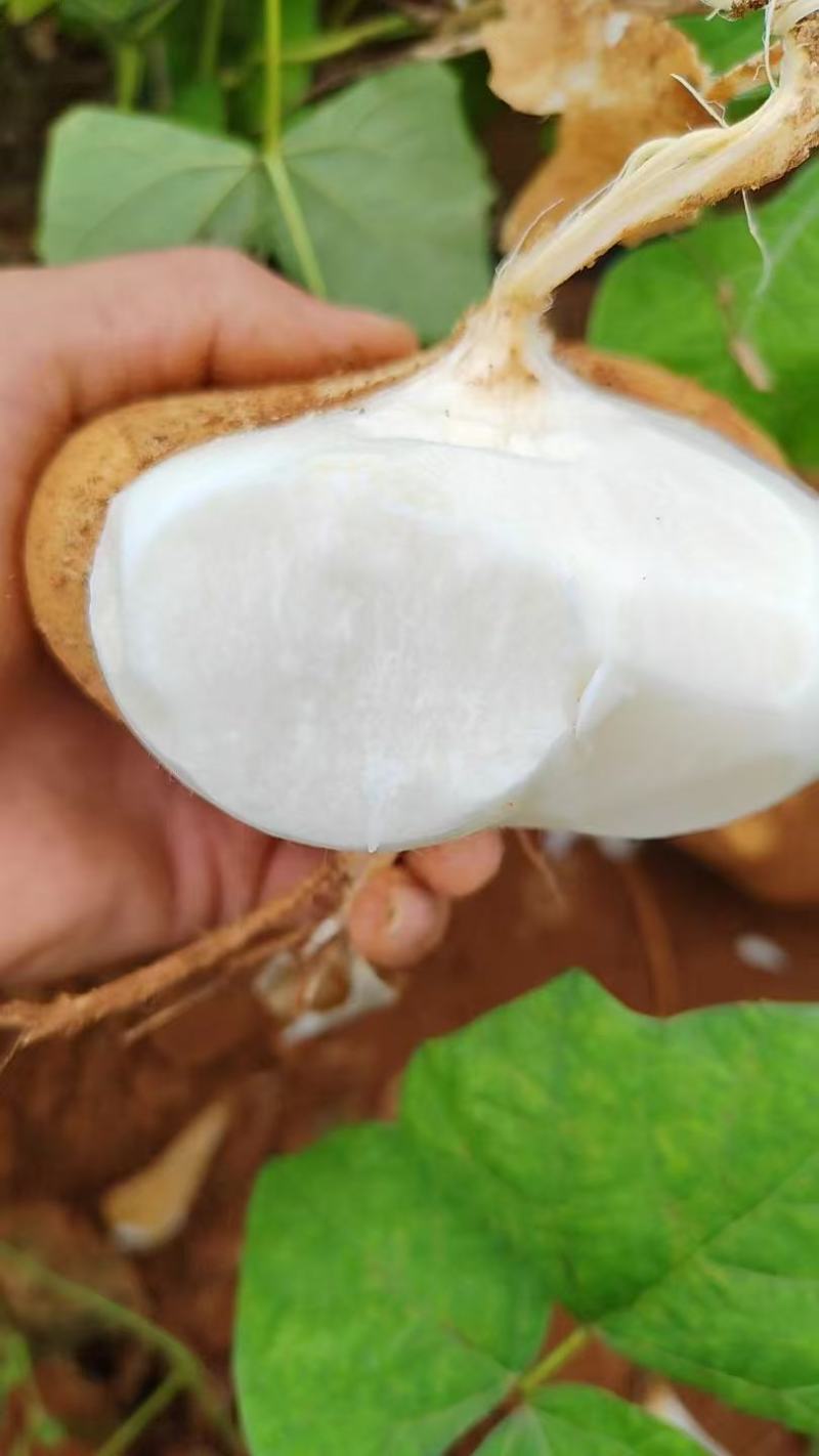广东徐闻新苗凉薯，可大吨位供应，电商，市场，加工厂！
