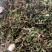 野蒲公英，全草干货，量大价格优惠，可长期供货，欢迎咨询！