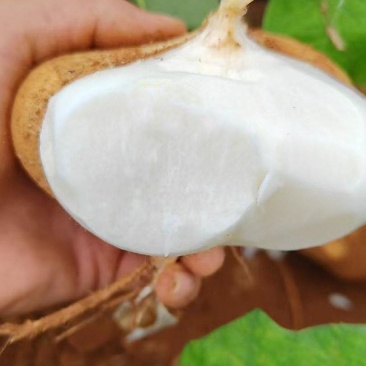 广东徐闻新苗凉薯，可大吨位供应，电商，市场，加工厂！