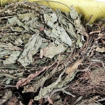 车前草，全草干货，量大价格优惠，可长期供货。
