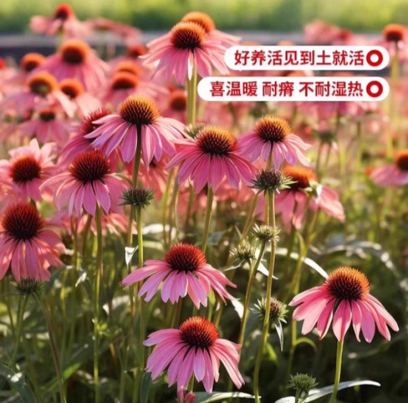 松果菊种子四季种开花多年生花籽孑宿根庭院室外易活紫松果菊