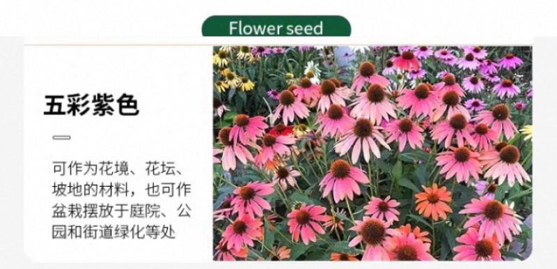 松果菊种子四季种开花多年生花籽孑宿根庭院室外易活紫松果菊