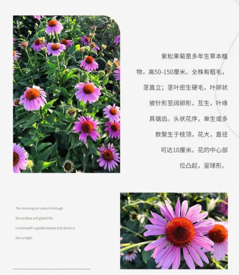 松果菊种子四季种开花多年生花籽孑宿根庭院室外易活紫松果菊