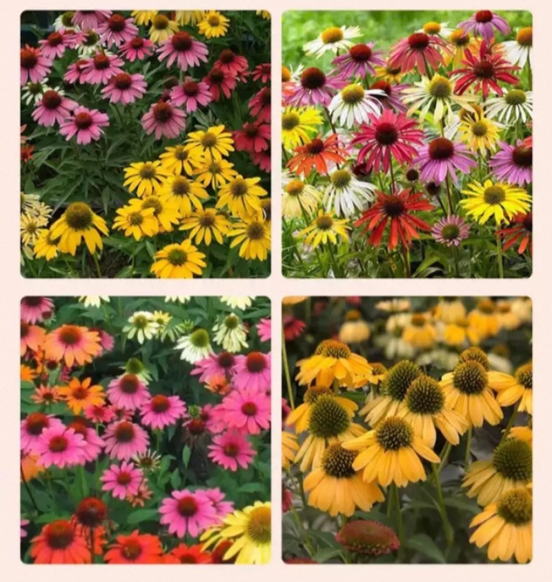 松果菊种子四季种开花多年生花籽孑宿根庭院室外易活紫松果菊