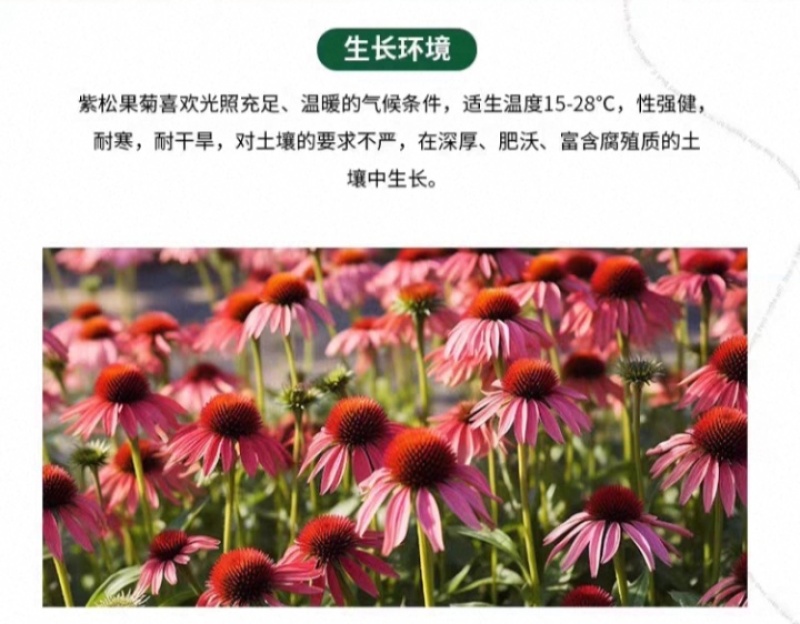 松果菊种子四季种开花多年生花籽孑宿根庭院室外易活紫松果菊