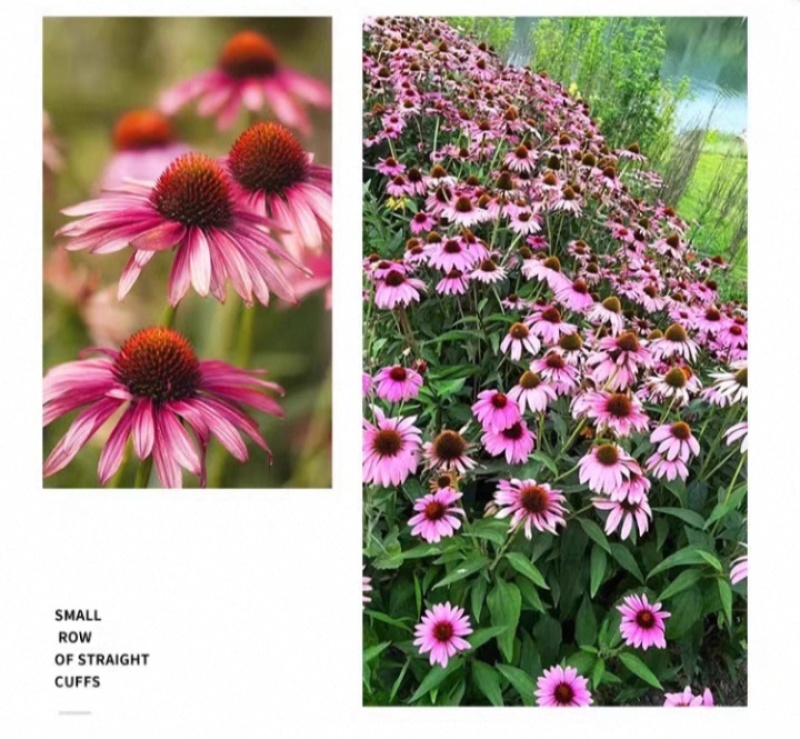 松果菊种子四季种开花多年生花籽孑宿根庭院室外易活紫松果菊