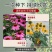 松果菊种子四季种开花多年生花籽孑宿根庭院室外易活紫松果菊