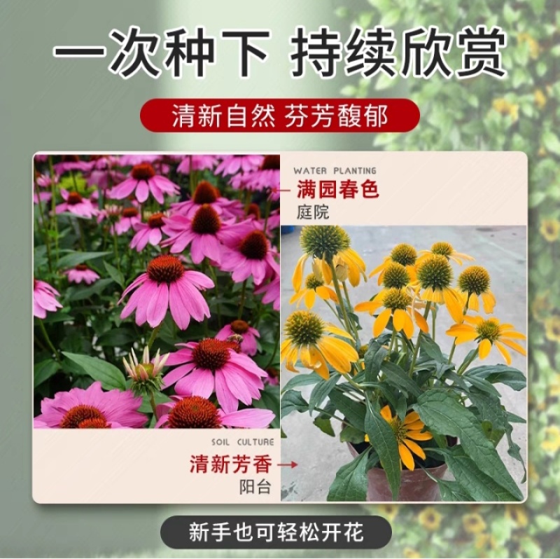 松果菊种子四季种开花多年生花籽孑宿根庭院室外易活紫松果菊