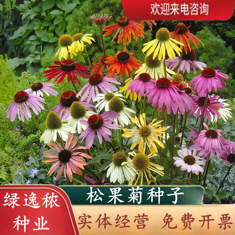 松果菊种子四季种开花多年生花籽孑宿根庭院室外易活紫松果菊