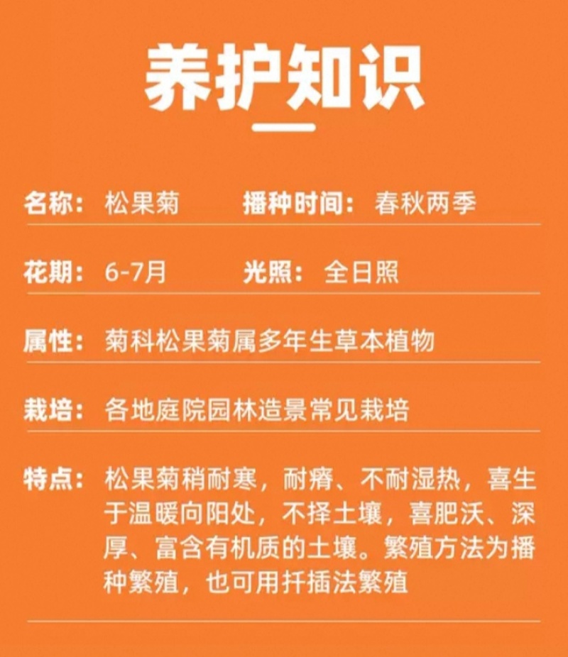 松果菊种子四季种开花多年生花籽孑宿根庭院室外易活紫松果菊