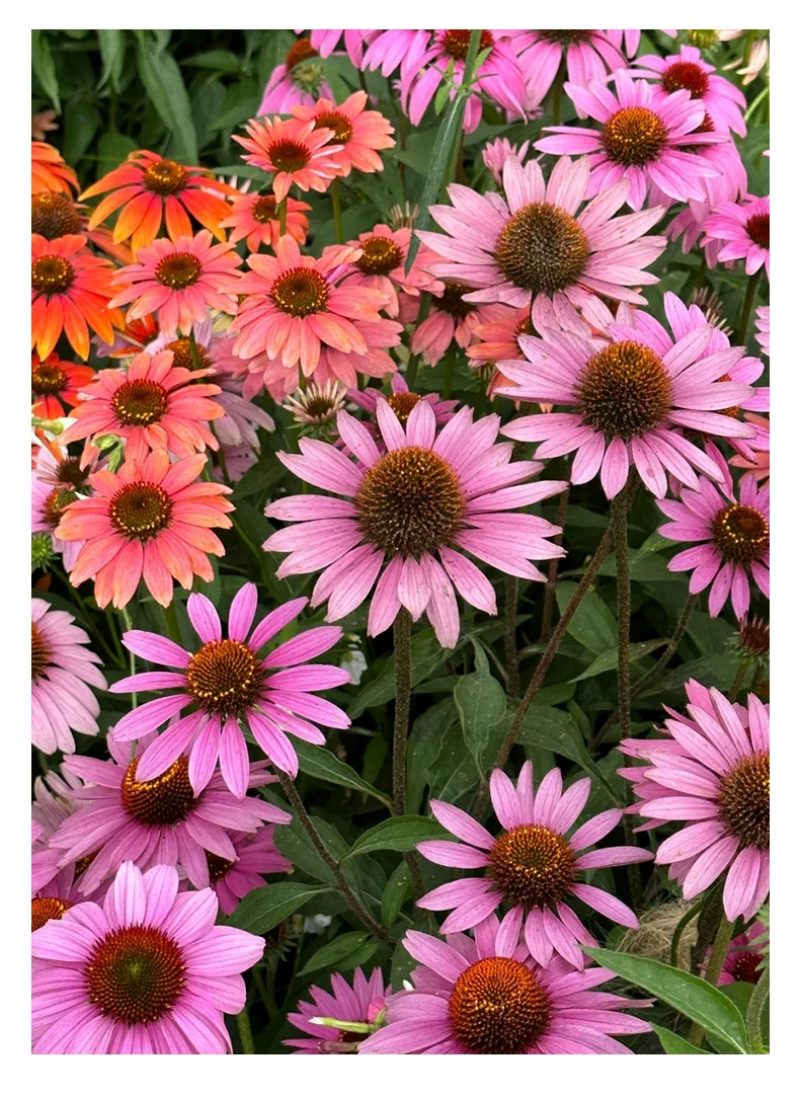 松果菊种子四季种开花多年生花籽孑宿根庭院室外易活紫松果菊