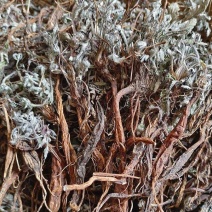 翻白草，也叫鸡腿参，全草干货，量大价格可谈，欢迎咨询