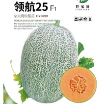 椭圆哈密瓜种籽粒尔田领航25甜瓜种子脆甜口感好