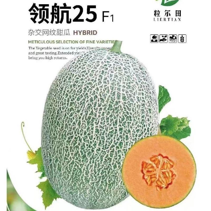 椭圆哈密瓜种籽粒尔田领航25甜瓜种子脆甜口感好